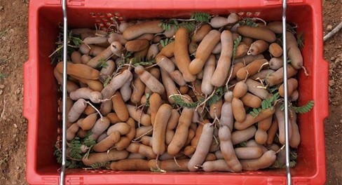 Tamarind Harvesting