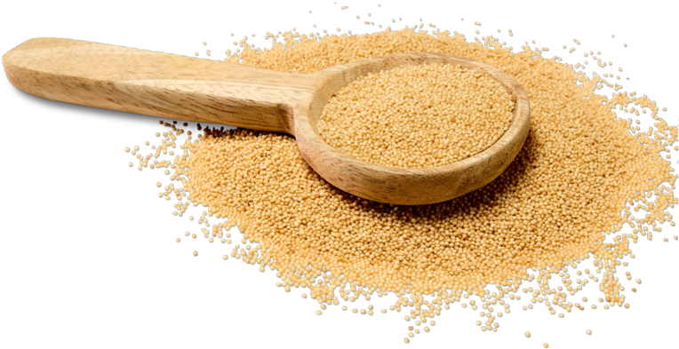 Sorghum